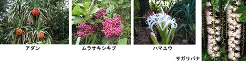 季節 夏