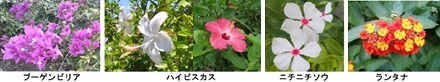 季節 通年